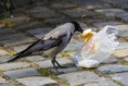 /album/zoo/img-0034-masolata-jpg/
